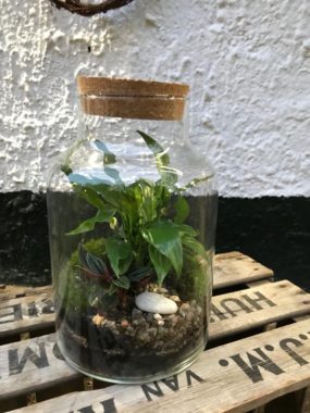 Les ateliers Terrarium